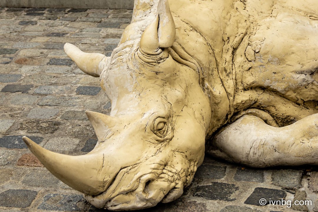 Schlafende Nashorn