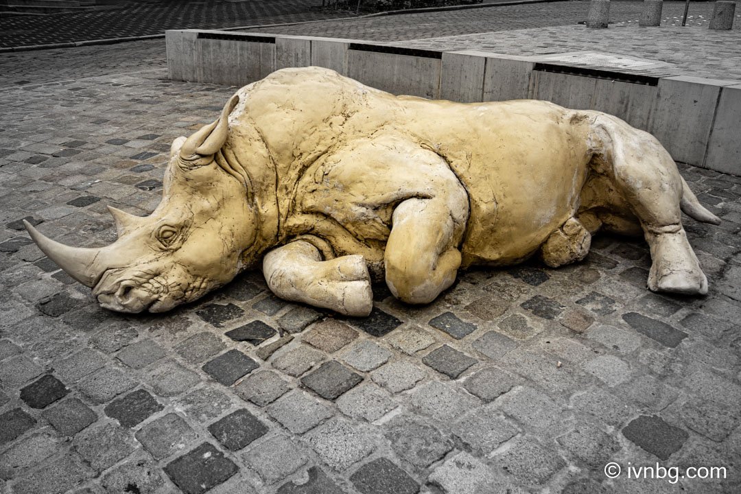 Schlafende Nashorn