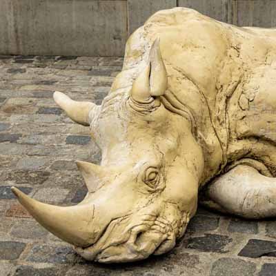 Schlafende Nashorn
