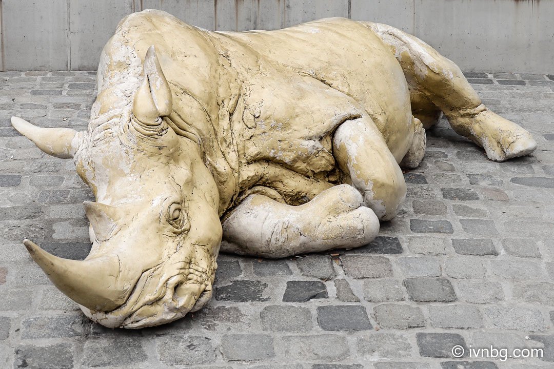 Schlafende Nashorn