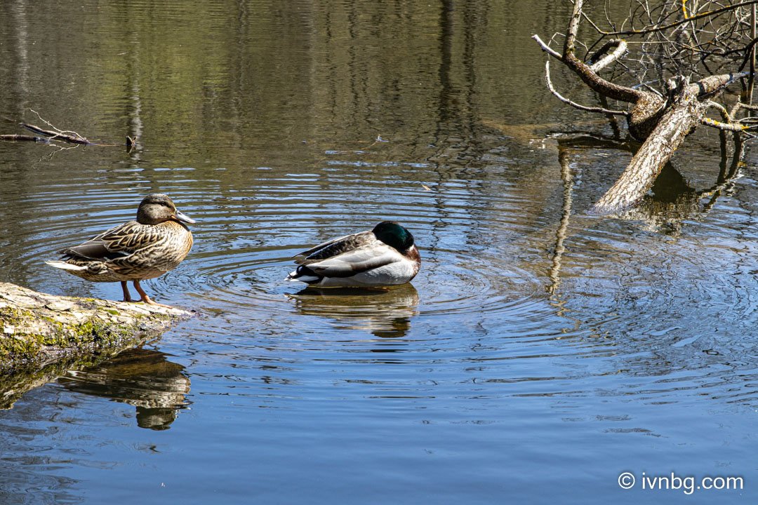 Valznerweiher