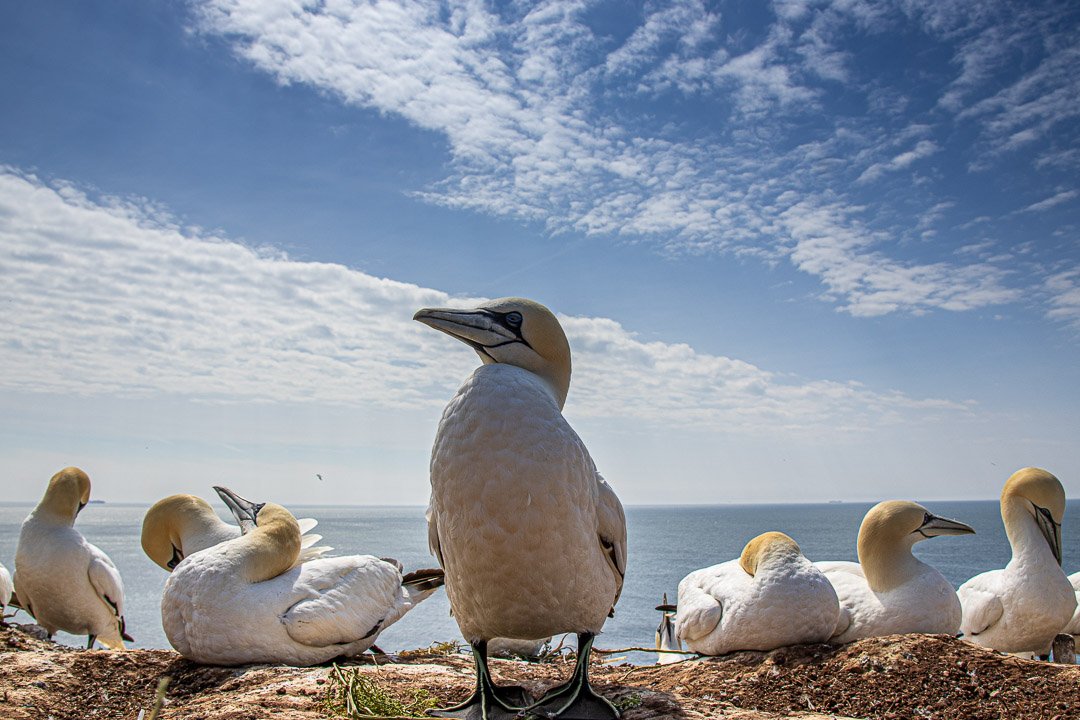 Helgoland
