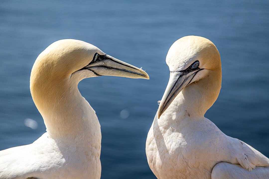 Helgoland
