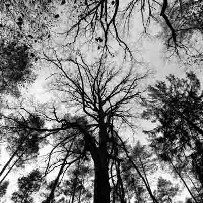 woodland