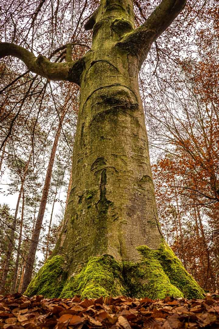 Nürnberger Reichswald