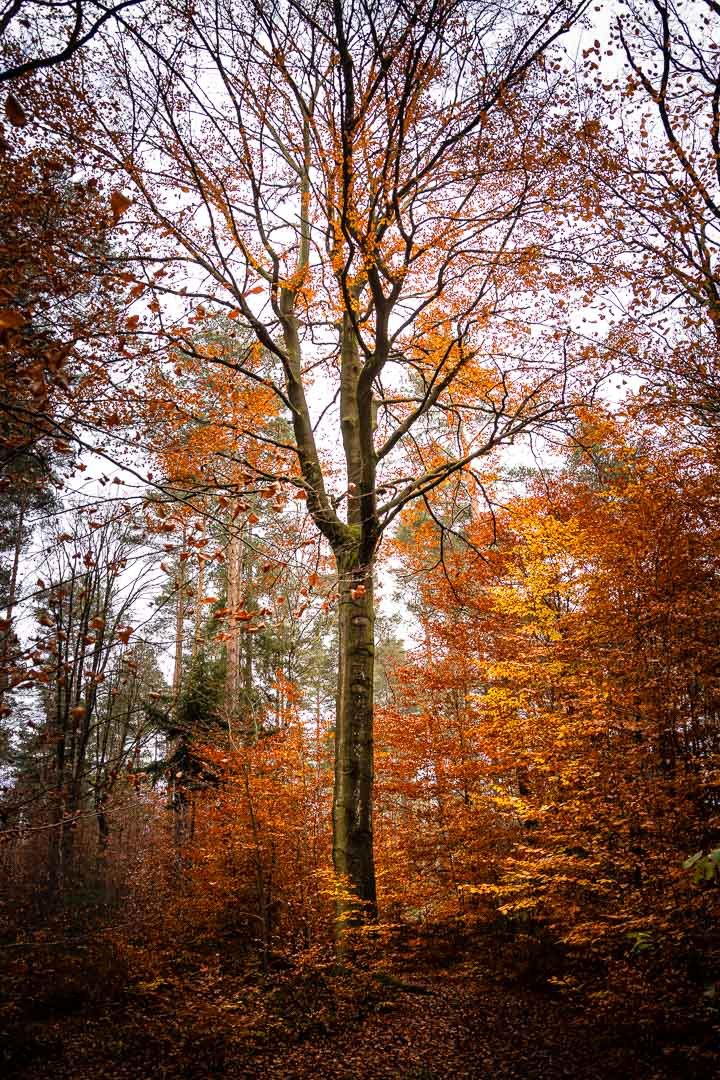Nürnberger Reichswald