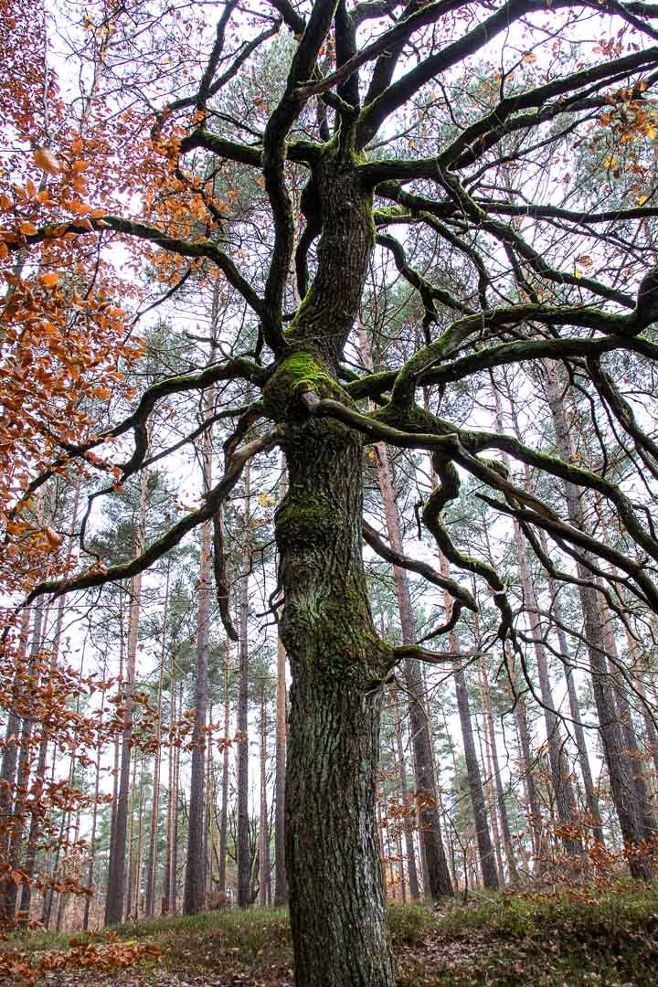 Nürnberger Reichswald